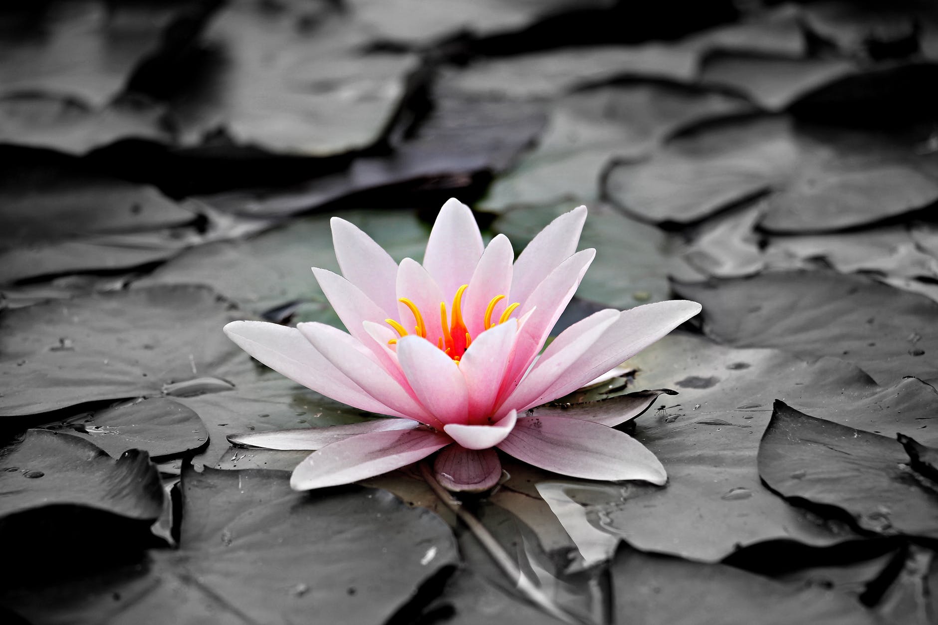 pink and white lotus flower